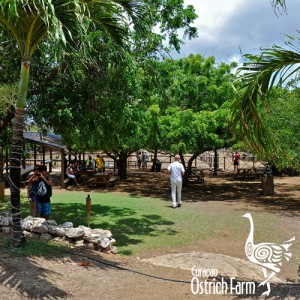 Struisvogel Farm Curacao