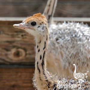 Ostrich Safari Tour